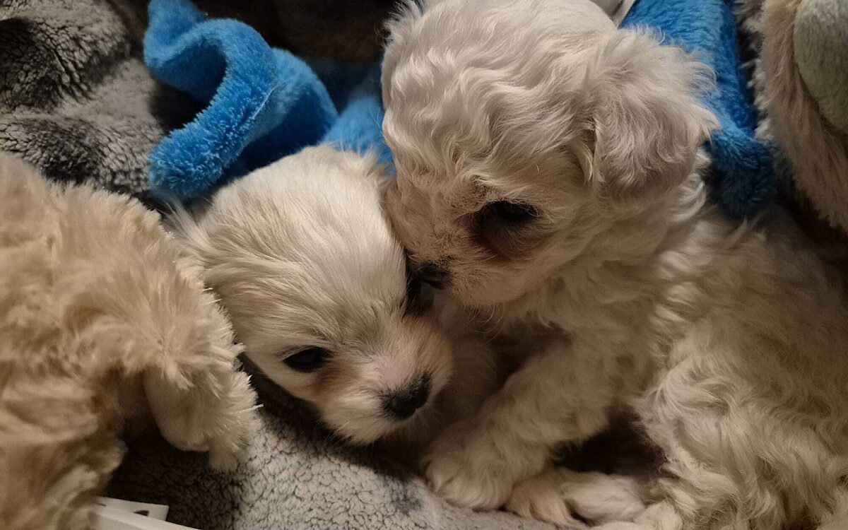 Illegale Welpen im Tierheim Wuerzburg
