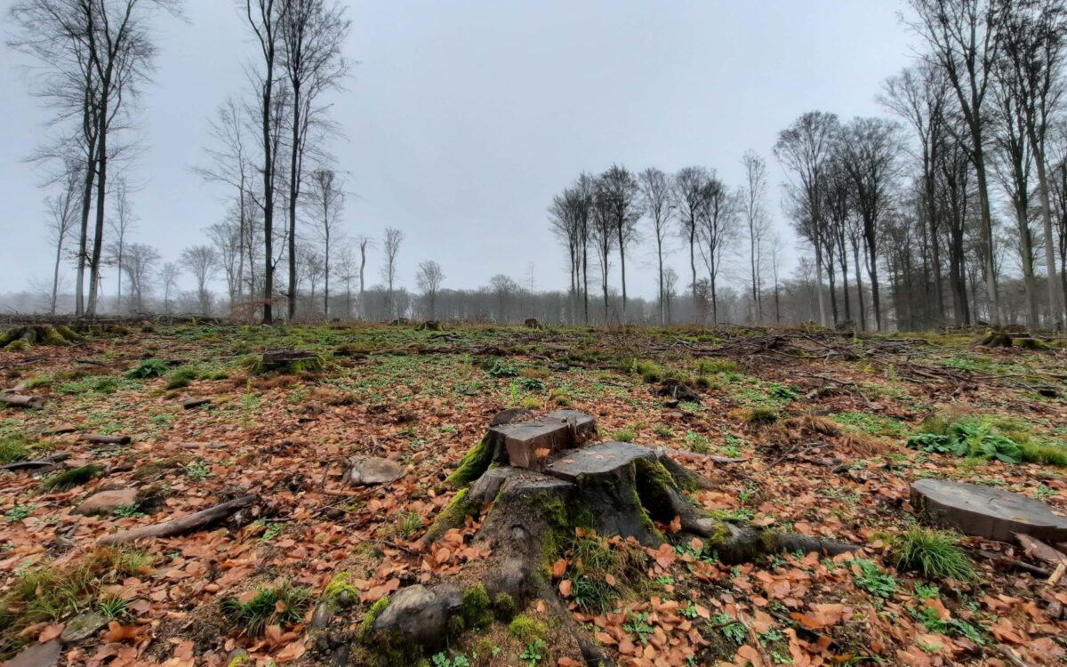 Kahlschlaege Fuerst Loewenstein Kahlschlaege Fuerst Loewenstein
