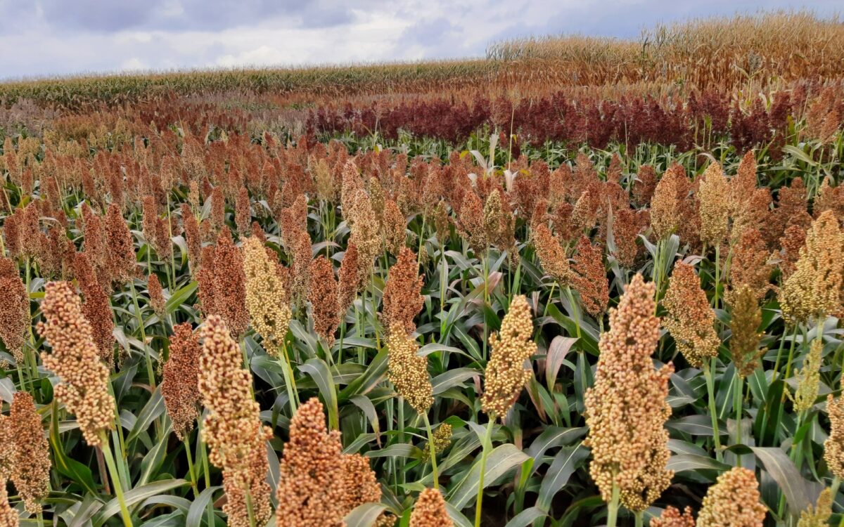 Hirse auf Feld Hirse auf Feld