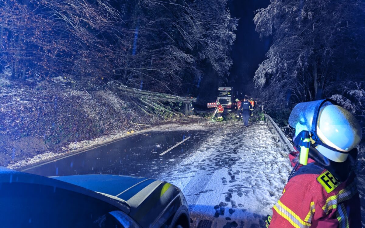 Umgestürzter Baum Umgestürzter Baum