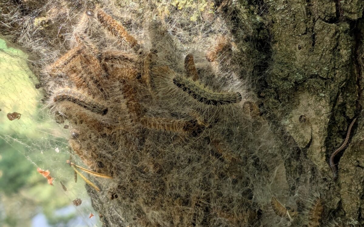 Eichenprozessionsspinner in Karlstadt Eichenprozessionsspinner in Karlstadt