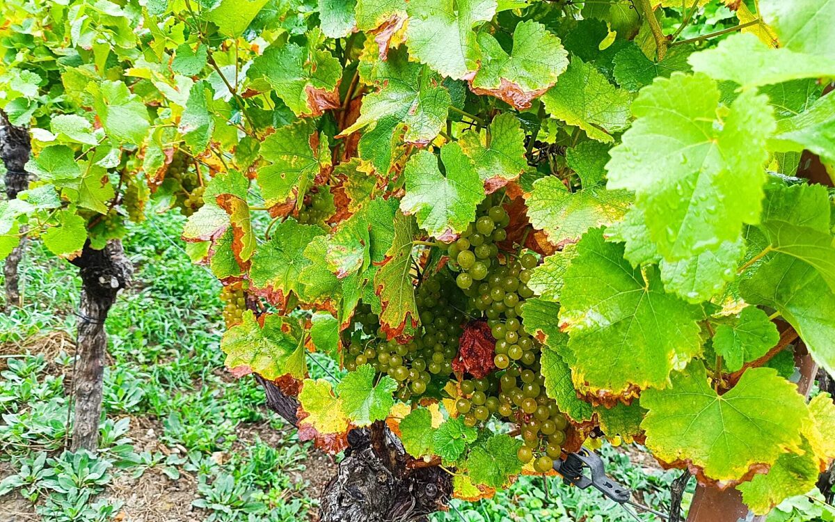 Reife Trauben haengen in den Weinbergen Reife Trauben haengen in den Weinbergen