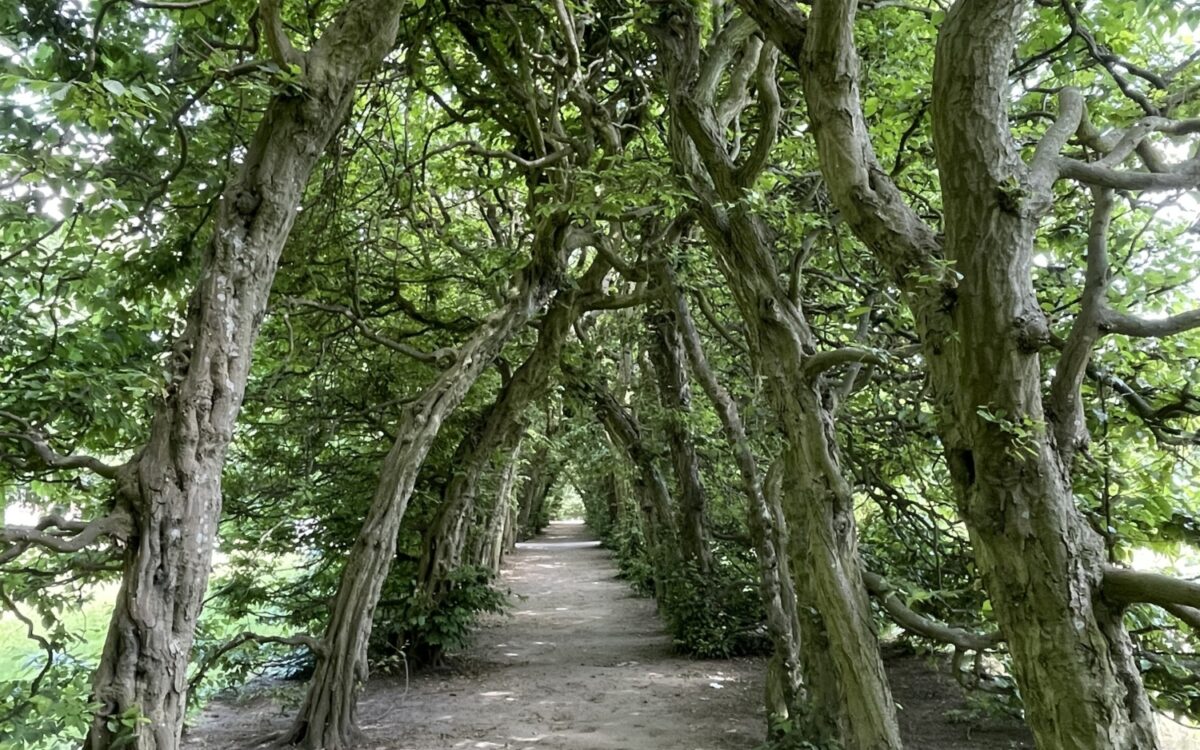 Roman Rathai Baumkontrolleur Außergewöhnliche Berufe 1 Roman Rathai Baumkontrolleur Außergewöhnliche Berufe 1