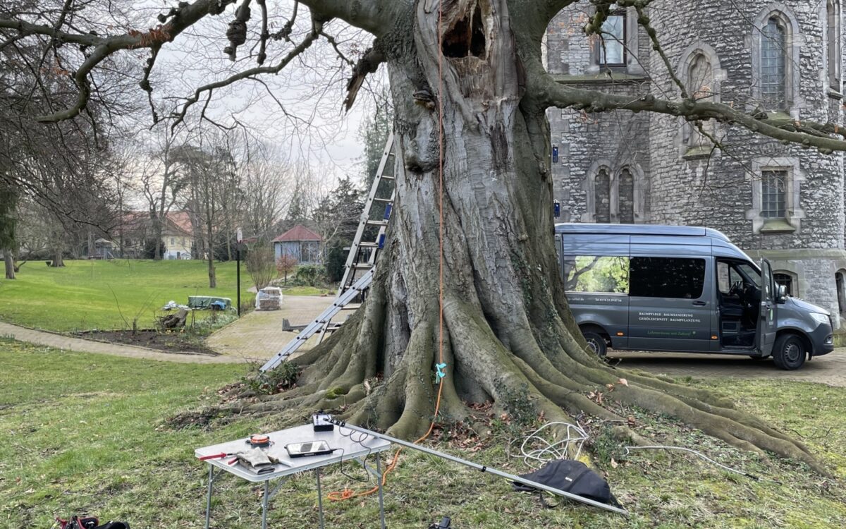 Roman Rathai Baumkontrolleur Außergewöhnliche Berufe 2 Roman Rathai Baumkontrolleur Außergewöhnliche Berufe 2