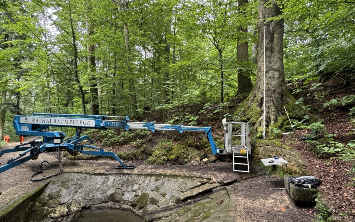 Roman Rathai Baumkontrolleur Außergewöhnliche Berufe 3 Roman Rathai Baumkontrolleur Außergewöhnliche Berufe 3