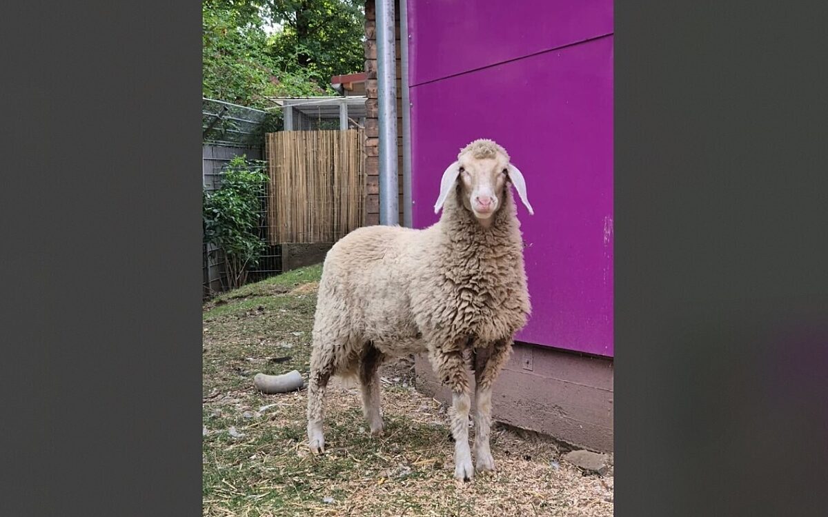 Schaf Maeaehlanie ist zurueck bei ihren Besitzern Schaf Maeaehlanie ist zurueck bei ihren Besitzern