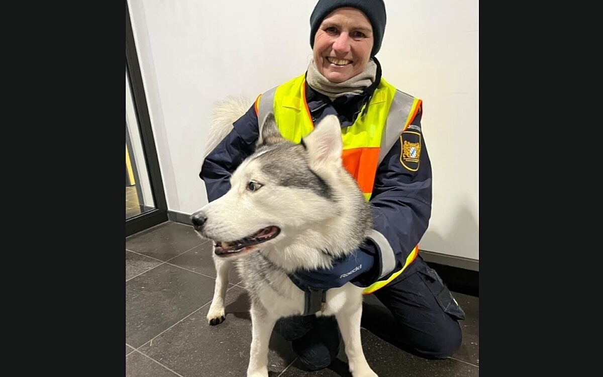 Sicherheitswacht kann Husky einfangen Sicherheitswacht kann Husky einfangen