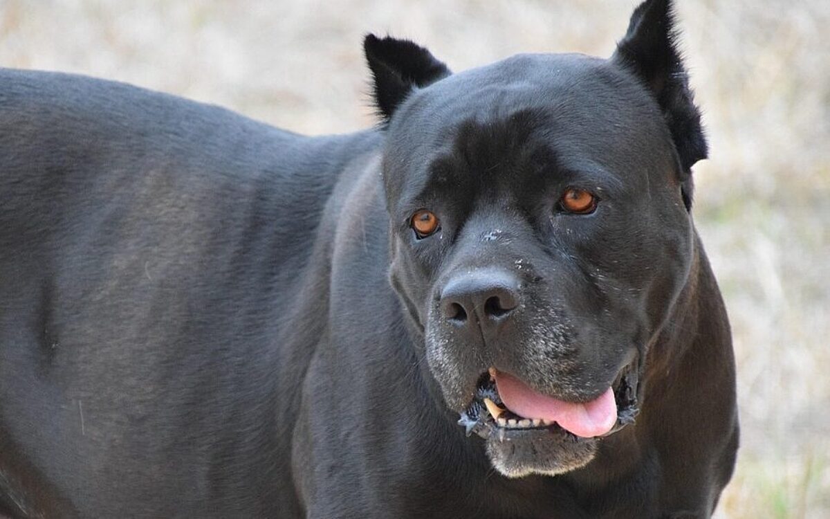 Symbolbild Kampfhund Symbolbild Kampfhund
