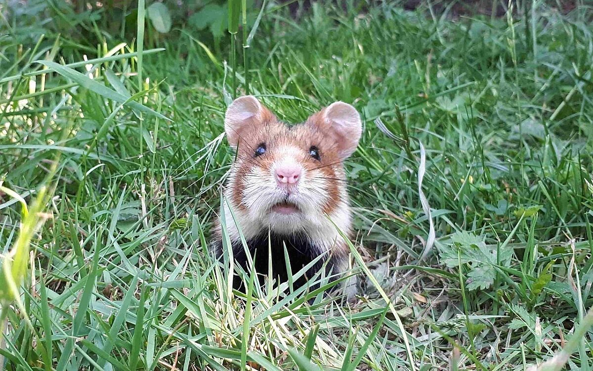 Symbolbild eines Feldhamster Symbolbild eines Feldhamster