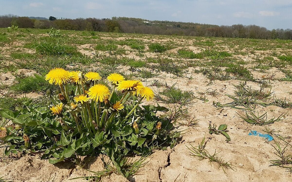 Trockener Ackerboden Trockener Ackerboden