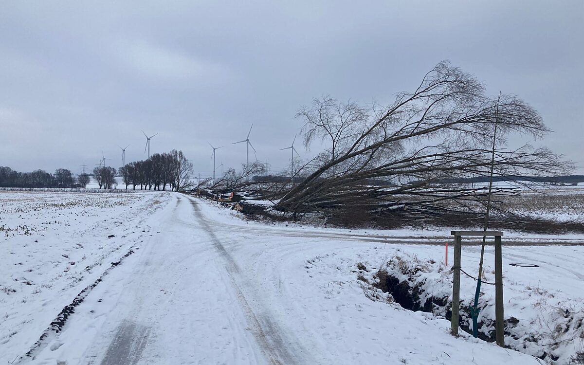 Baumallee Opferbaum Baumallee Opferbaum