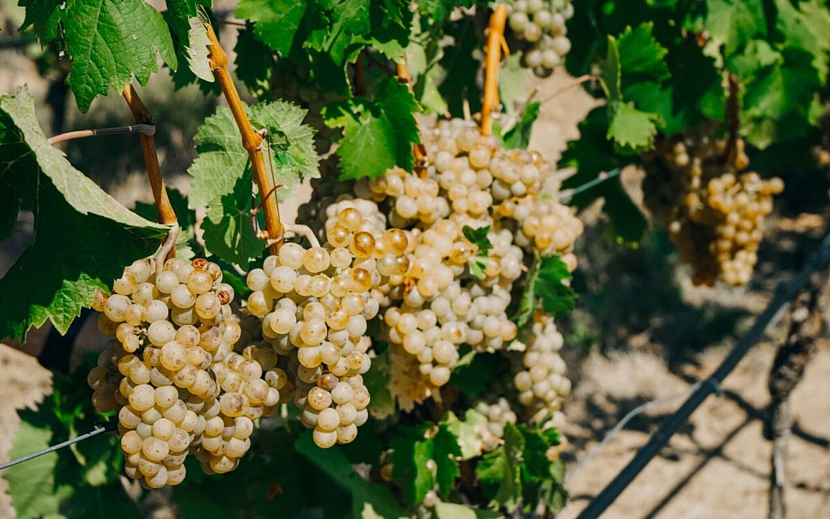 Rebstock mit reifen Trauben Rebstock mit reifen Trauben