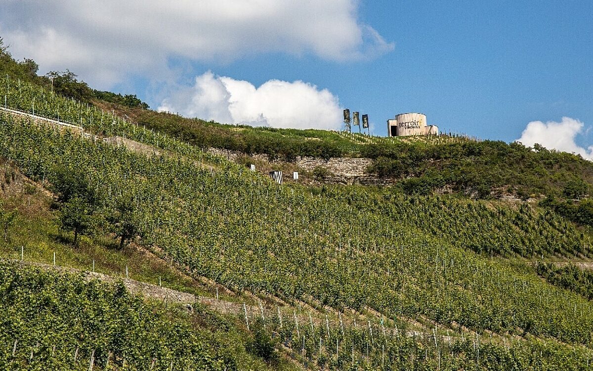 Weinberge bei Thuengersheim Weinberge bei Thuengersheim