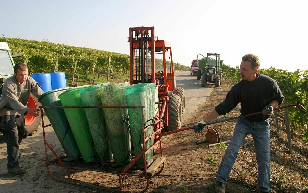 Die Weinlese in Franken startet Die Weinlese in Franken startet