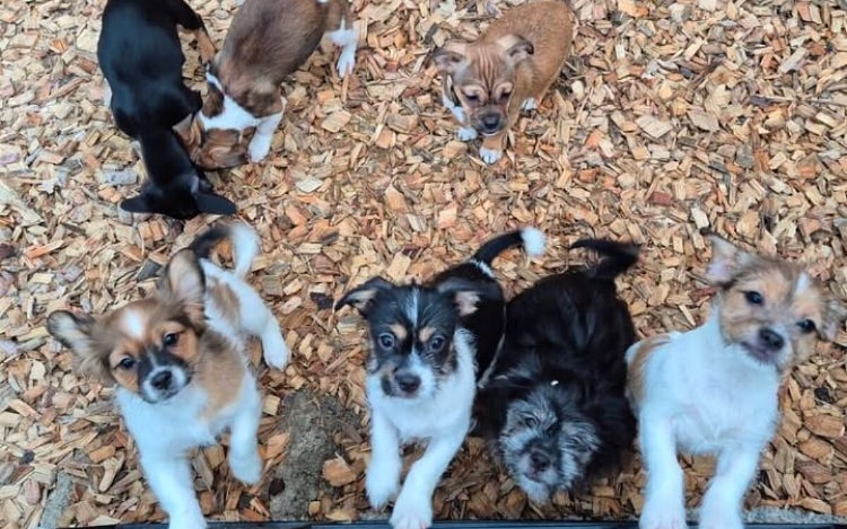 Tierheim-Welpen Tierheim-Welpen