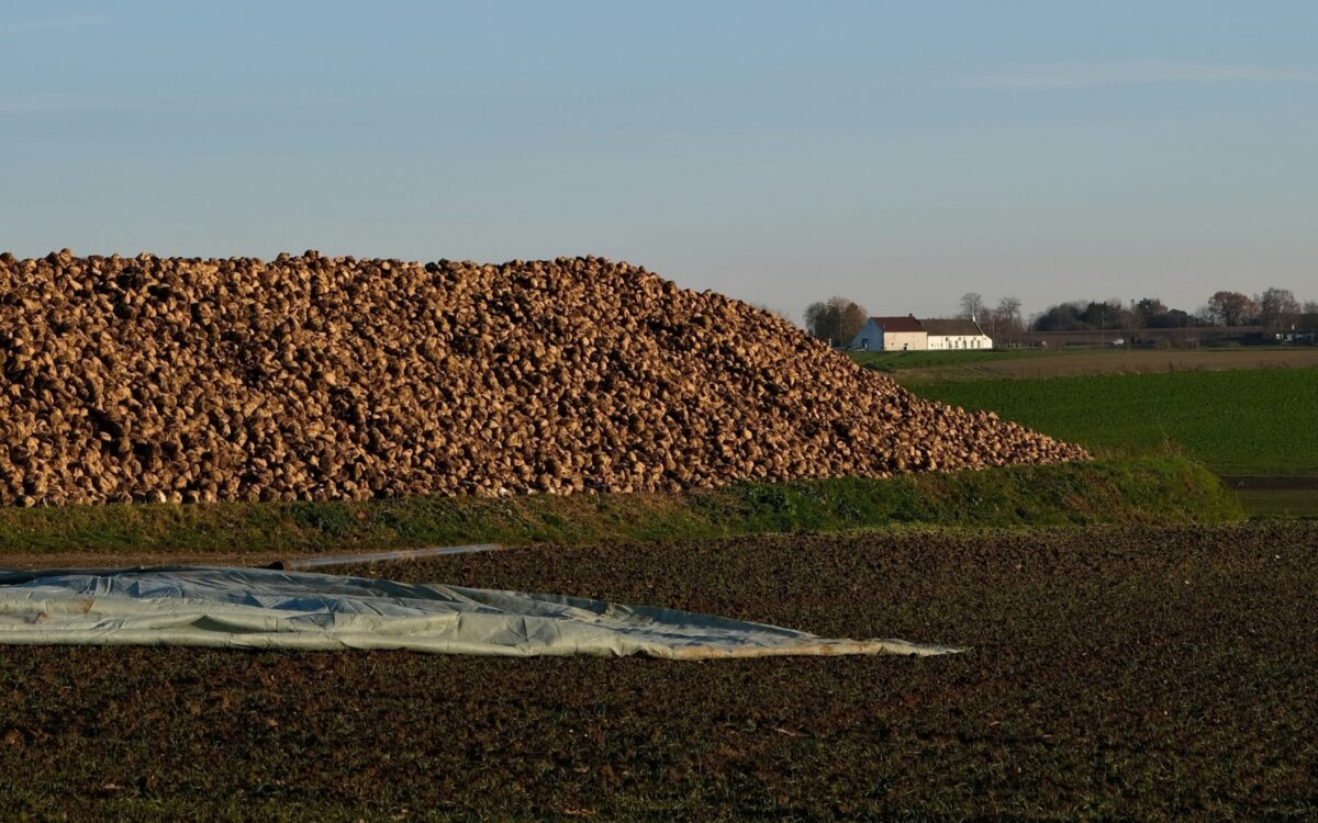 Zuckerrueben Unsplash Zuckerrueben Unsplash