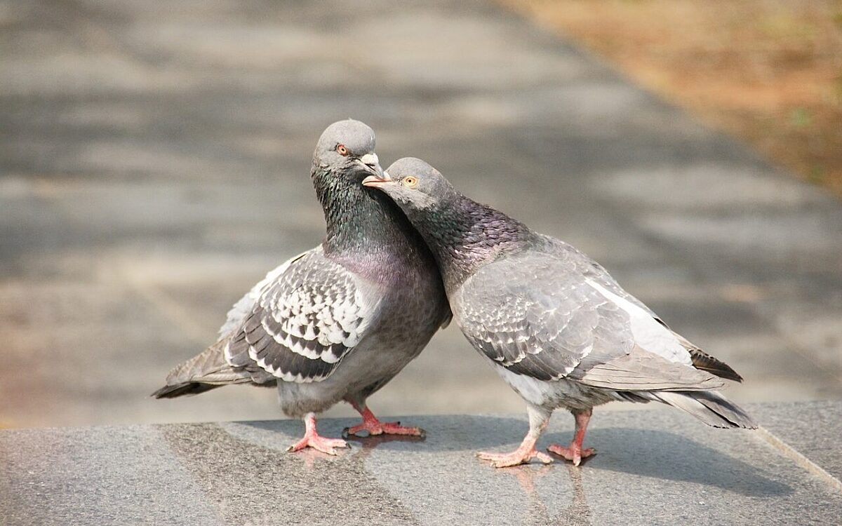 Zwei Tauben auf einer Straße Zwei Tauben auf einer Straße