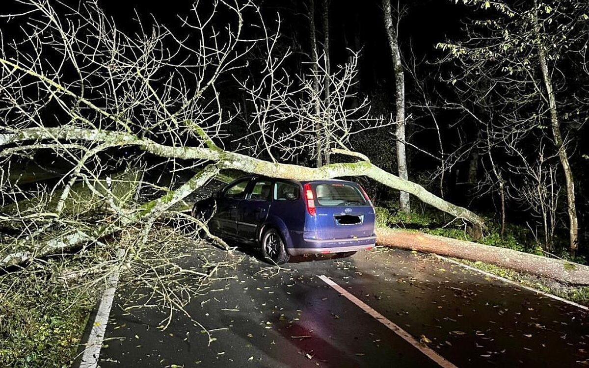 Ein Baum ist auf ein Auto gestürzt Ein Baum ist auf ein Auto gestürzt