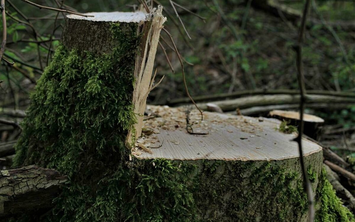 Ein gerodeter Baumstamm im Wald Ein gerodeter Baumstamm im Wald