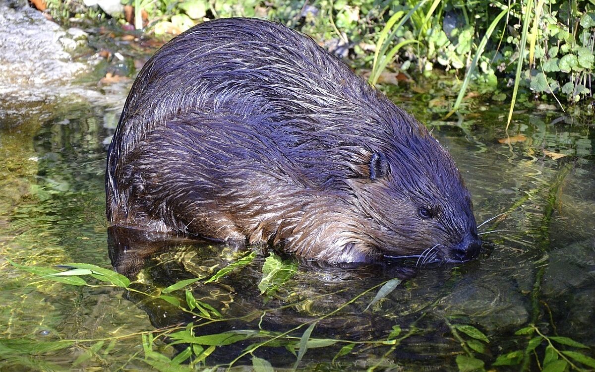 Biber im Wasser Biber im Wasser