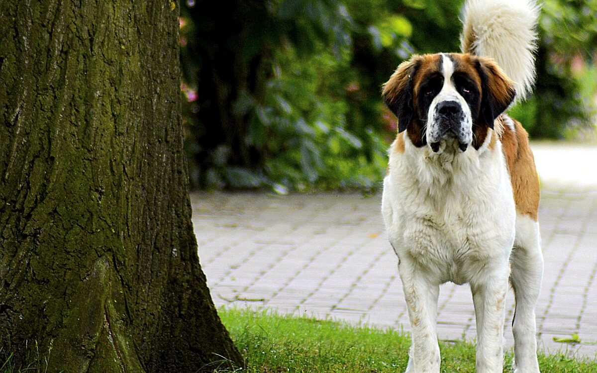 Bernhardiner Symbolbild Bernhardiner Symbolbild