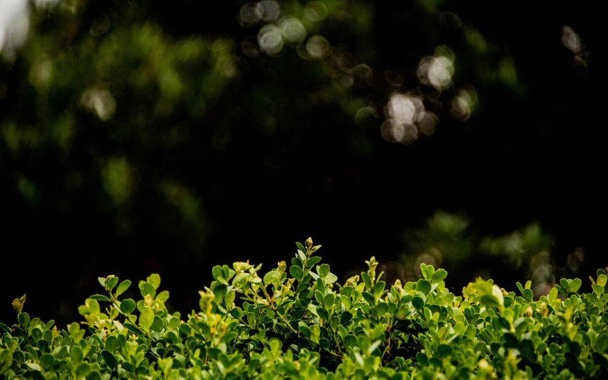 Symbolbild Hecke Busch Symbolbild Hecke Busch