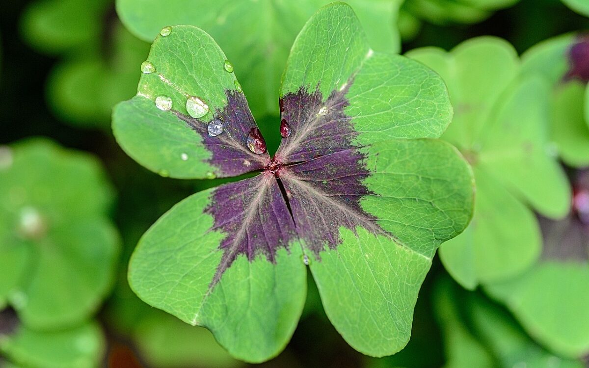 Symbolbild Kleeblatt Glück Symbolbild Kleeblatt Glück