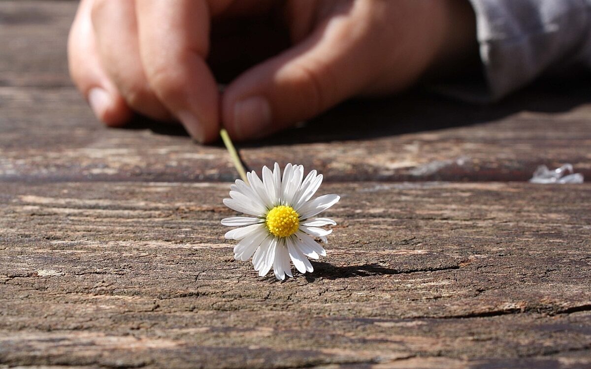Gänseblümchen Good vibes Gänseblümchen Good vibes