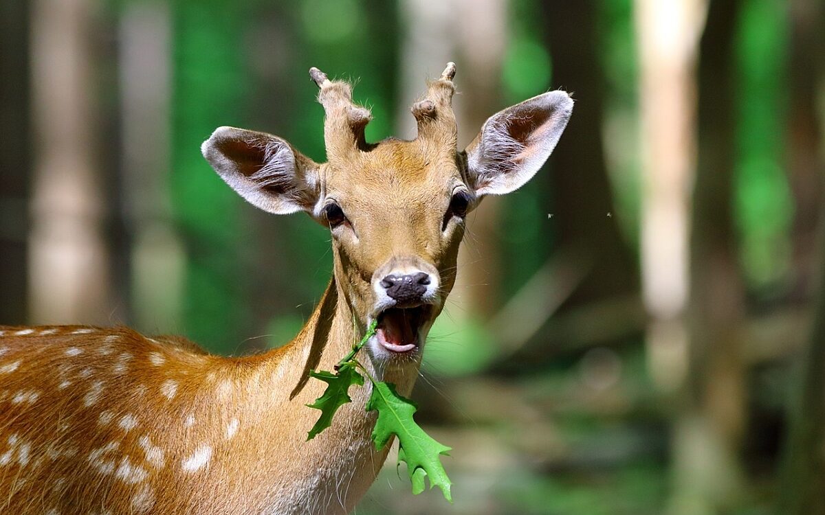 Ein Spießer, ein männliches Damwild, frisst und schaut Richtung Betrachter. Ein Spießer, ein männliches Damwild, frisst und schaut Richtung Betrachter.