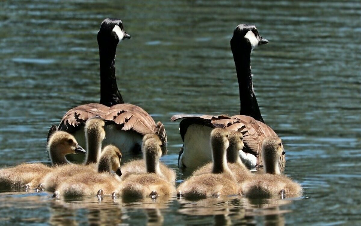 Eine Gänsefamilie ist im Wasser Eine Gänsefamilie ist im Wasser