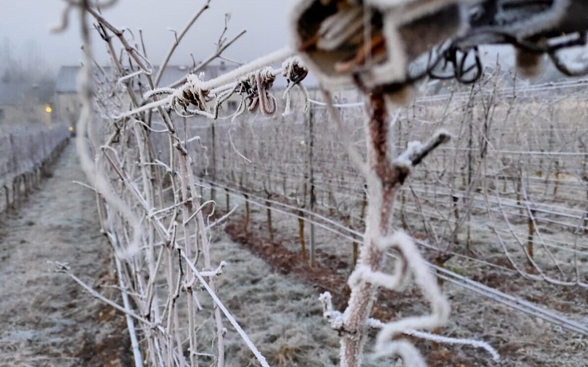 Eiswein-Lese. Frost liegt auf den Weinstöcken Eiswein-Lese. Frost liegt auf den Weinstöcken