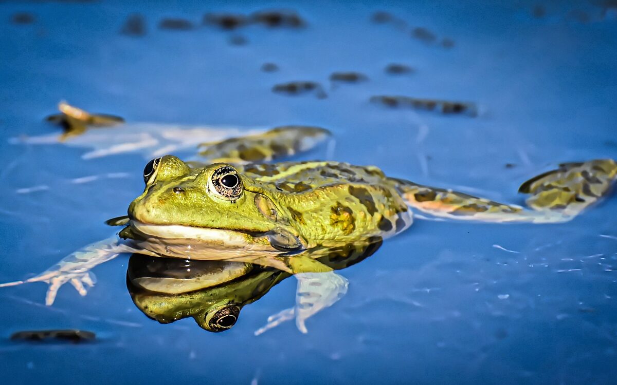 Ein Frosch schwimmt in einem Teich im Wasser Ein Frosch schwimmt in einem Teich im Wasser