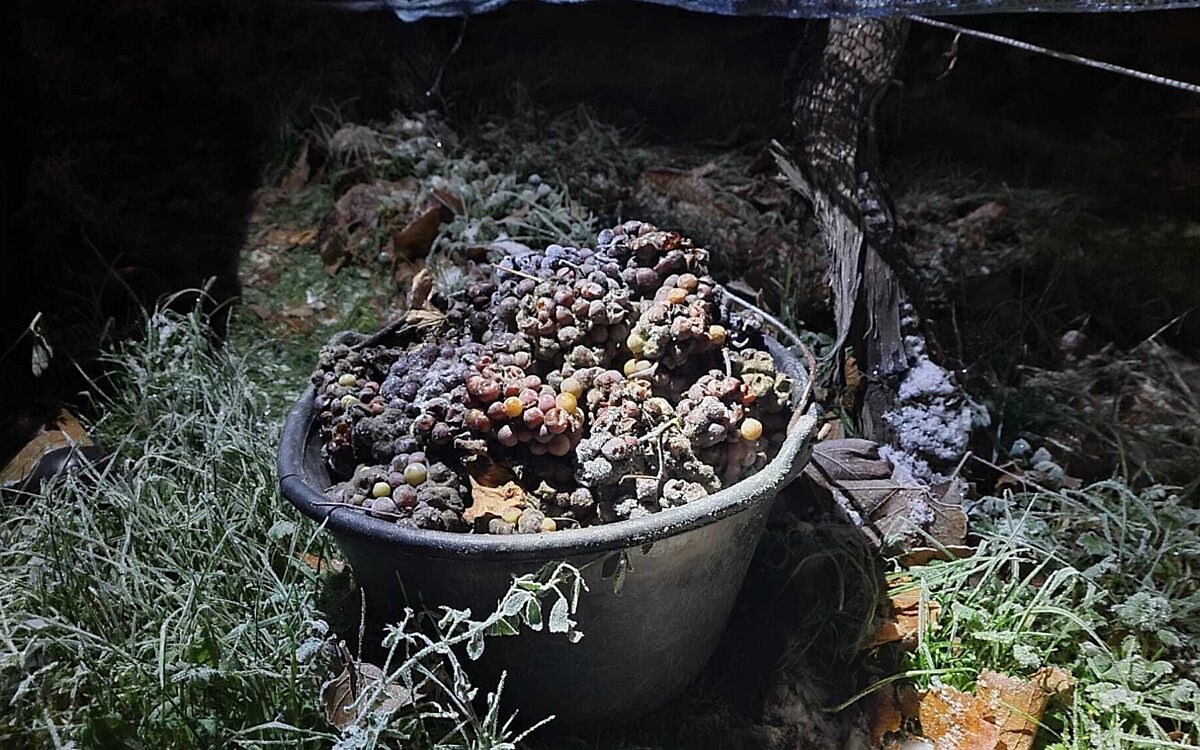 Gefrorene Weintrauben fuer Eiswein Symbolbild Funkhaus Wuerzburg Gefrorene Weintrauben fuer Eiswein Symbolbild Funkhaus Wuerzburg