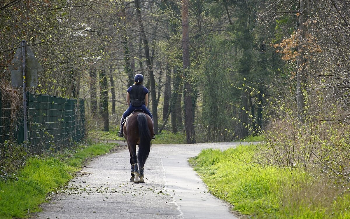 Pferd auf Straße Pferd auf Straße