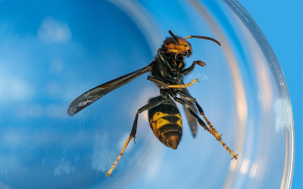 Asiatische Hornisse Asiatische Hornisse