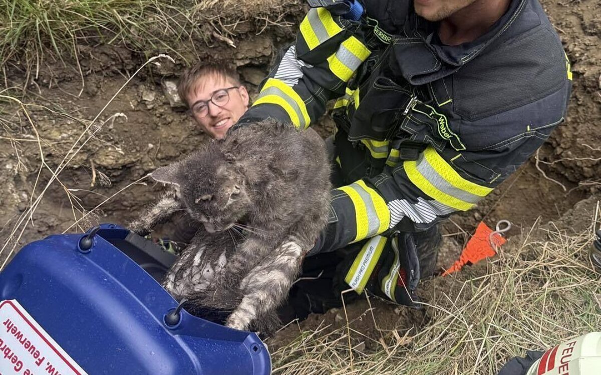 Große Rettungsaktion für eine kleine Katze in Gebrunn Große Rettungsaktion für eine kleine Katze in Gebrunn
