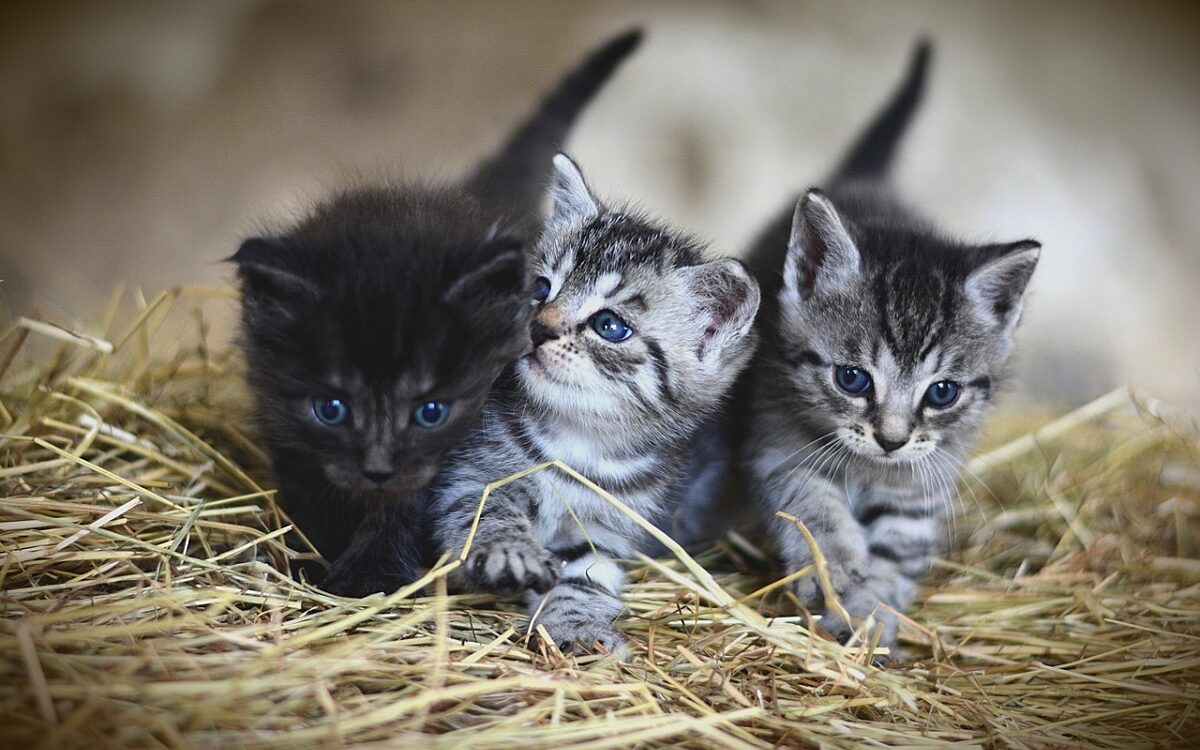 Drei Katzenbabys tummeln sich im Heu Drei Katzenbabys tummeln sich im Heu