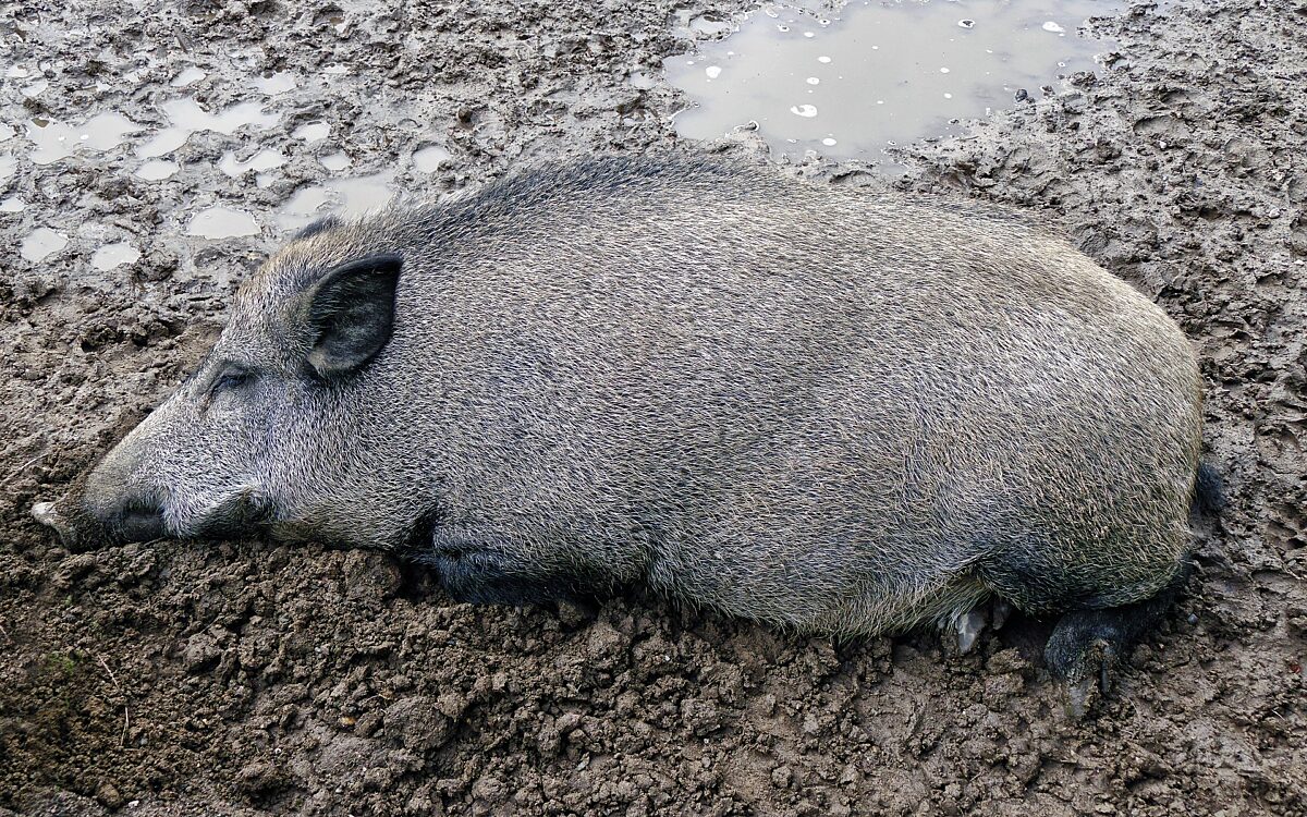 Like a pig in shit Like a pig in shit