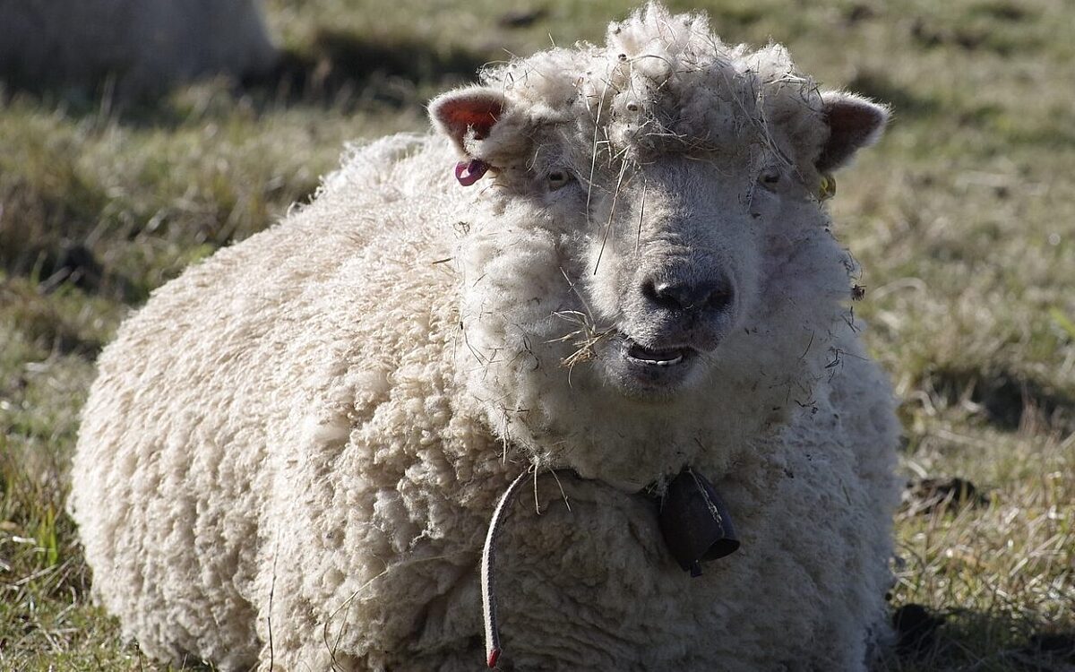 Ein Merinoschaf liegt gemütlich auf einer Weide Ein Merinoschaf liegt gemütlich auf einer Weide