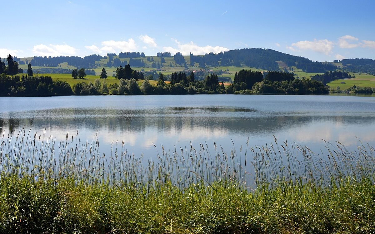 See Wasser Gras See Wasser Gras