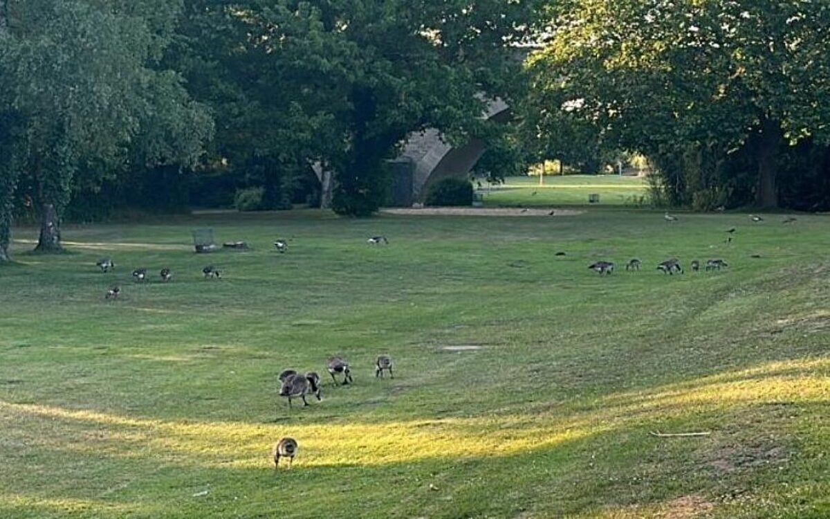 Nilgänse auf der Liegewiese des Freibads in Kitzingen Nilgänse auf der Liegewiese des Freibads in Kitzingen