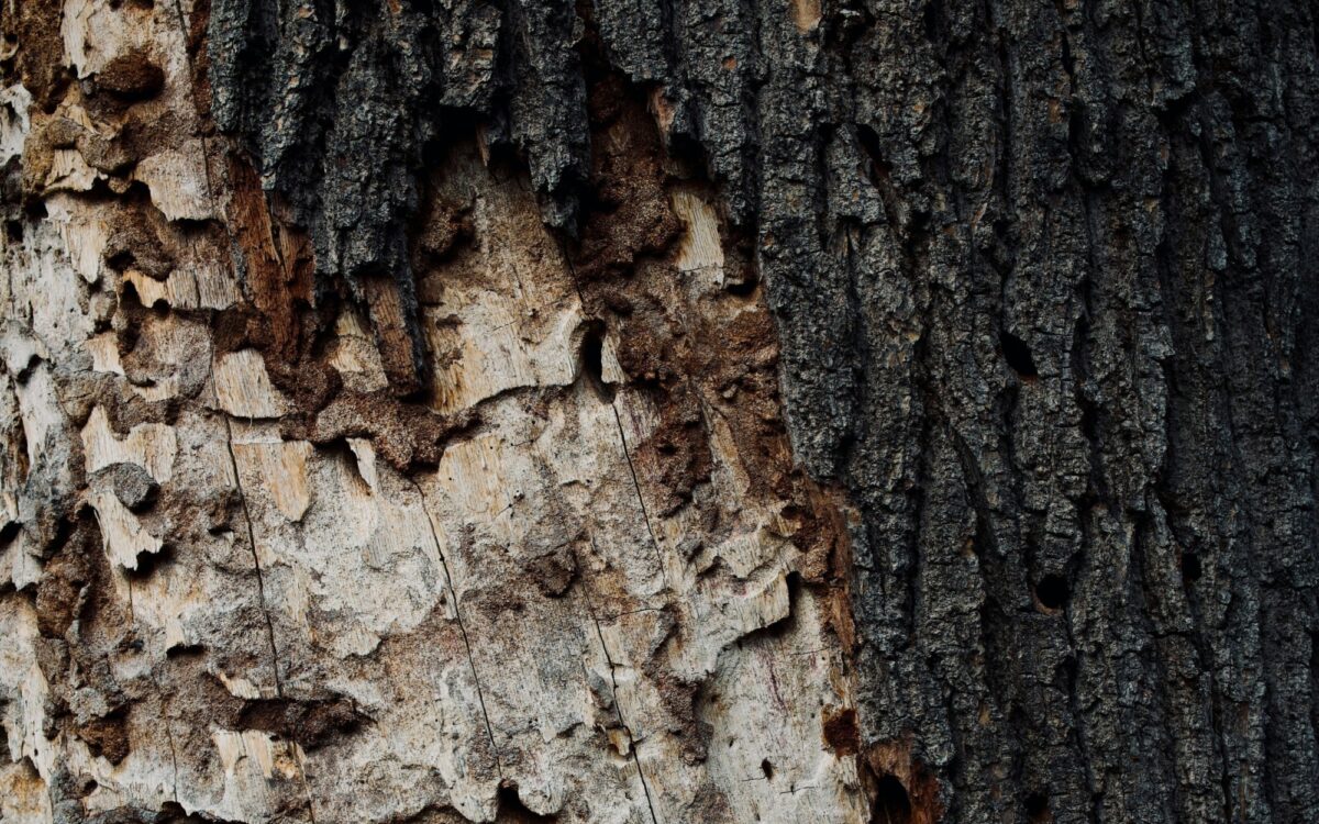 Ein Baum der von einem Borkenkäfer befallen wurde