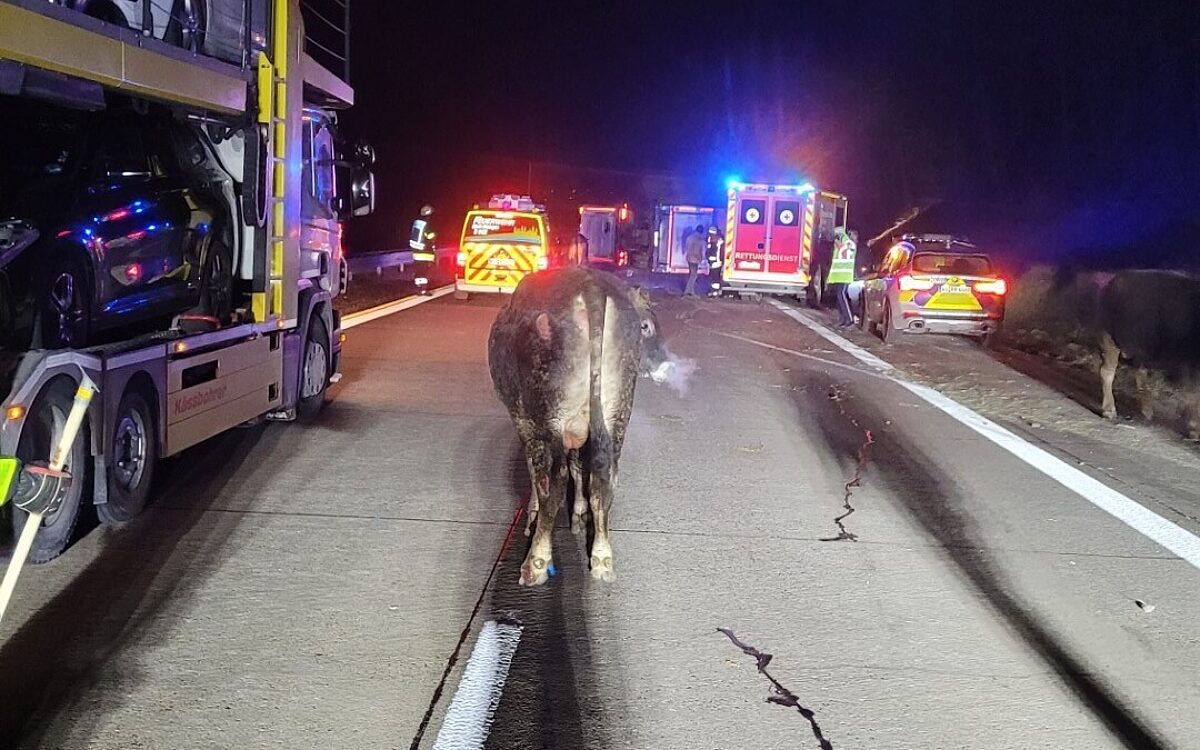 Ein Rind steht auf der A7 zwischen Rettungsfahrzeugen Ein Rind steht auf der A7 zwischen Rettungsfahrzeugen