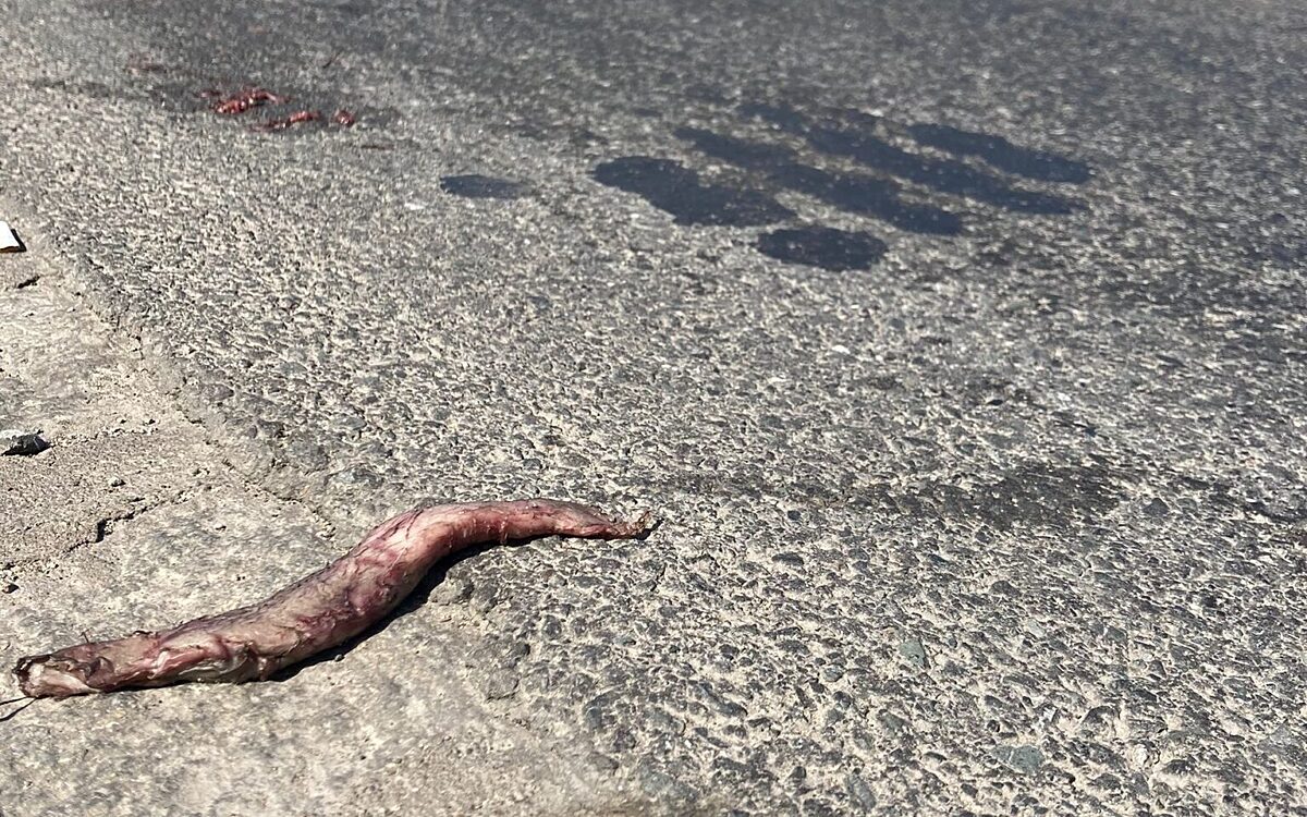 Ein kleiner Rest Schlachtabfälle liegt auf dem Stadtring Ein kleiner Rest Schlachtabfälle liegt auf dem Stadtring