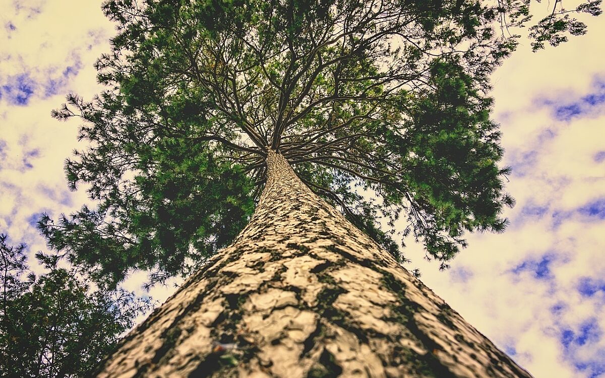 Eine Schwarzkiefer Eine Schwarzkiefer
