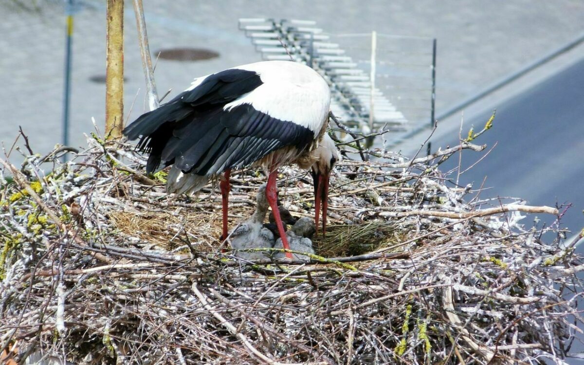 Ein Storch mit seinem Nachwuchs in einem Nest in Geiselwind Ein Storch mit seinem Nachwuchs in einem Nest in Geiselwind