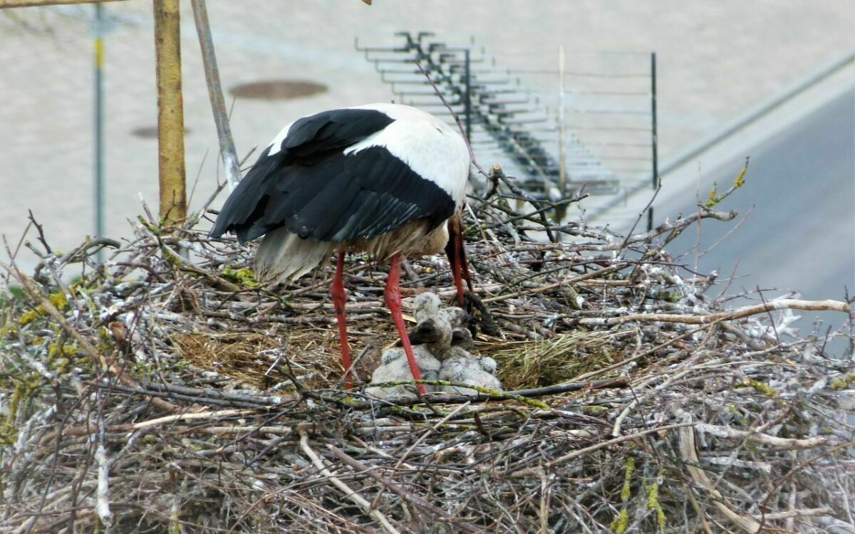 Ein Storch mit seinem Nachwuchs in einem Nest in Geiselwind Ein Storch mit seinem Nachwuchs in einem Nest in Geiselwind