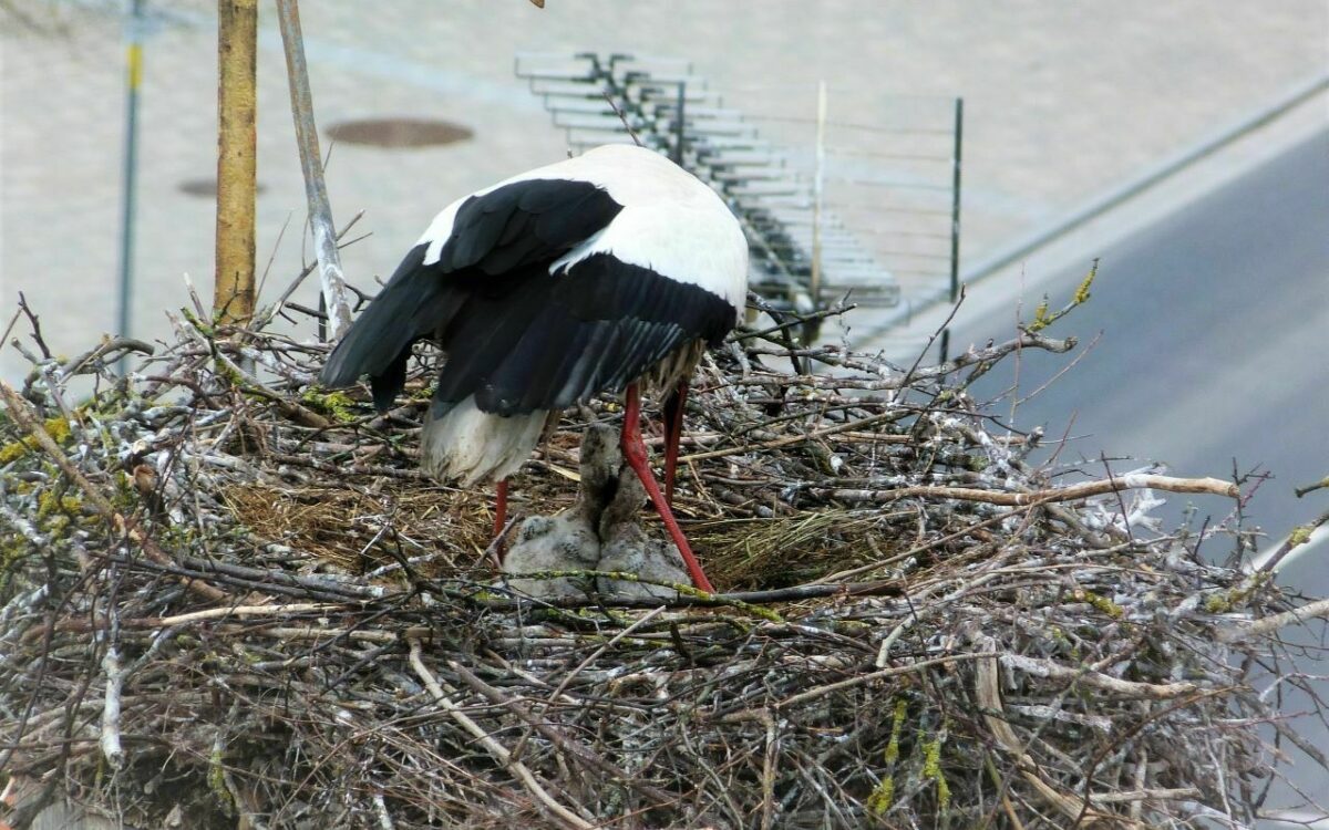 Ein Storch mit seinem Nachwuchs in einem Nest in Geiselwind Ein Storch mit seinem Nachwuchs in einem Nest in Geiselwind