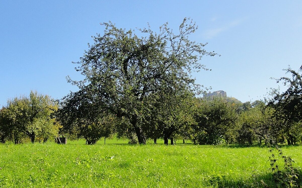 Eine Streuobstwiese mit Bäumen Eine Streuobstwiese mit Bäumen
