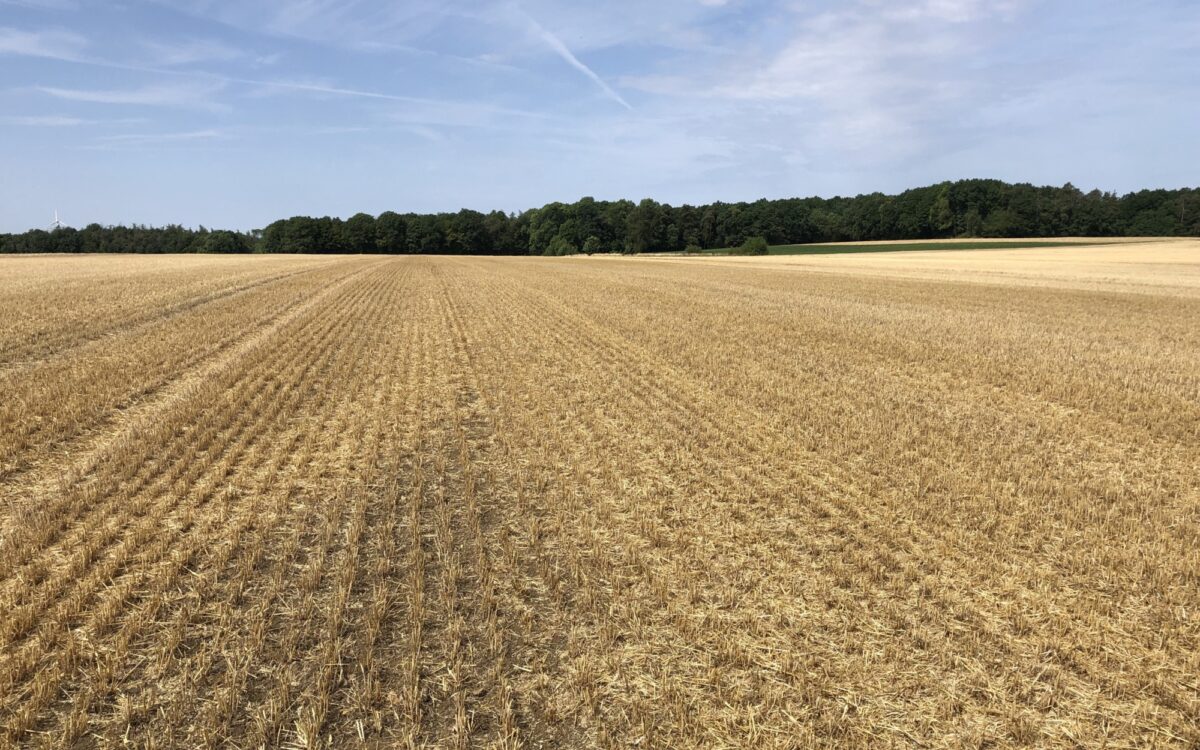 Trockenes Feld Trockenes Feld